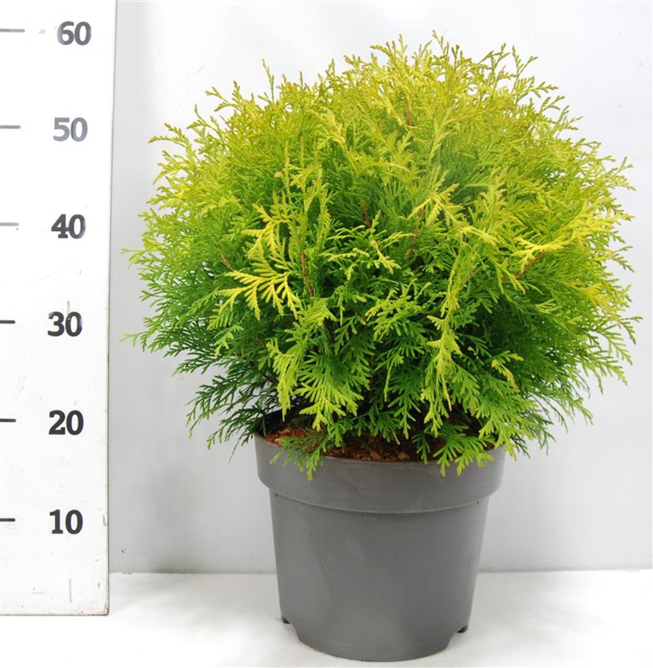 Thuja – Thuja occidentalis 'Golden Globe' - C7.5 30-40 cm.
