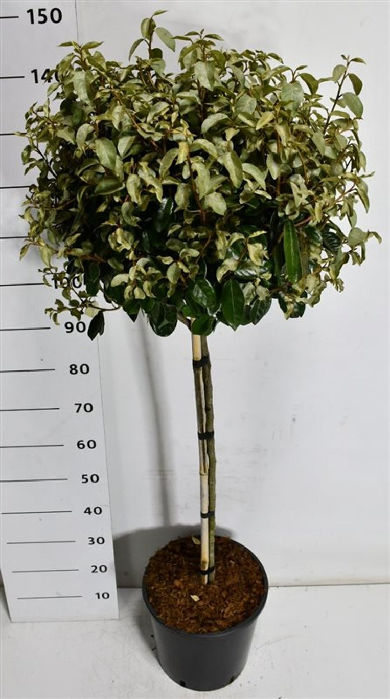 Silverolvon – Elaeagnus ebbingei &