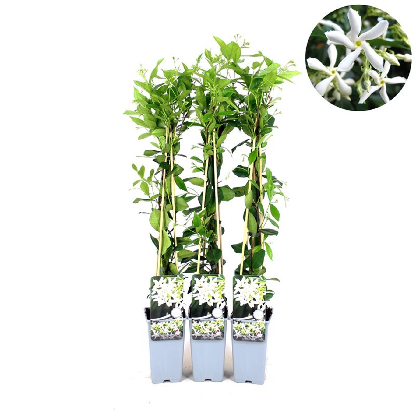 Stjärnjasmine – Trachelospermum jasminoides - C2 70/+ CM