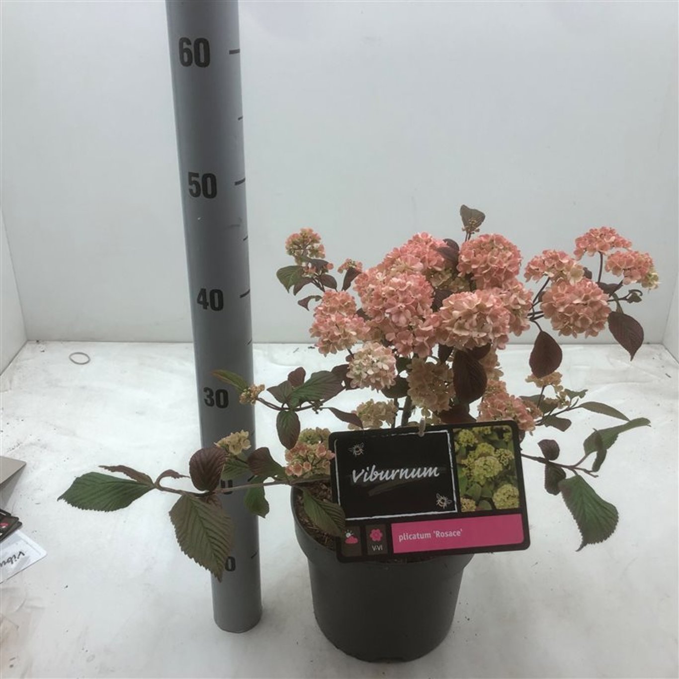 Japanskt olvon – Viburnum plicatum 'Rosace' - C4