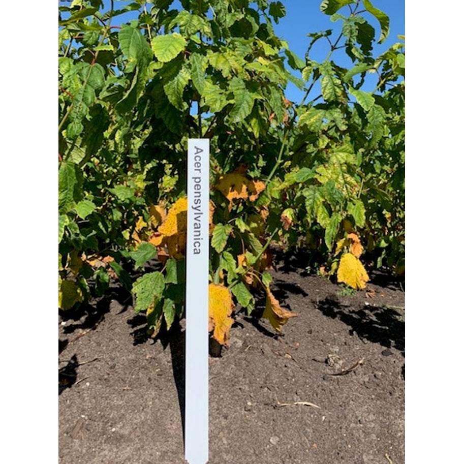 Pennsylvanialönn – Acer pensylvanicum - 100-125 CM RB