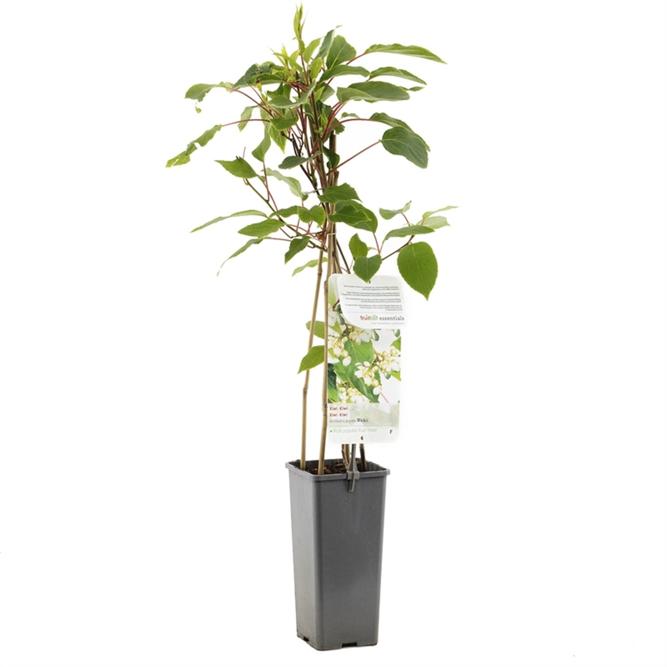 Minikiwi – Actinidia a. 'Weiki' - C2 50-60 CM