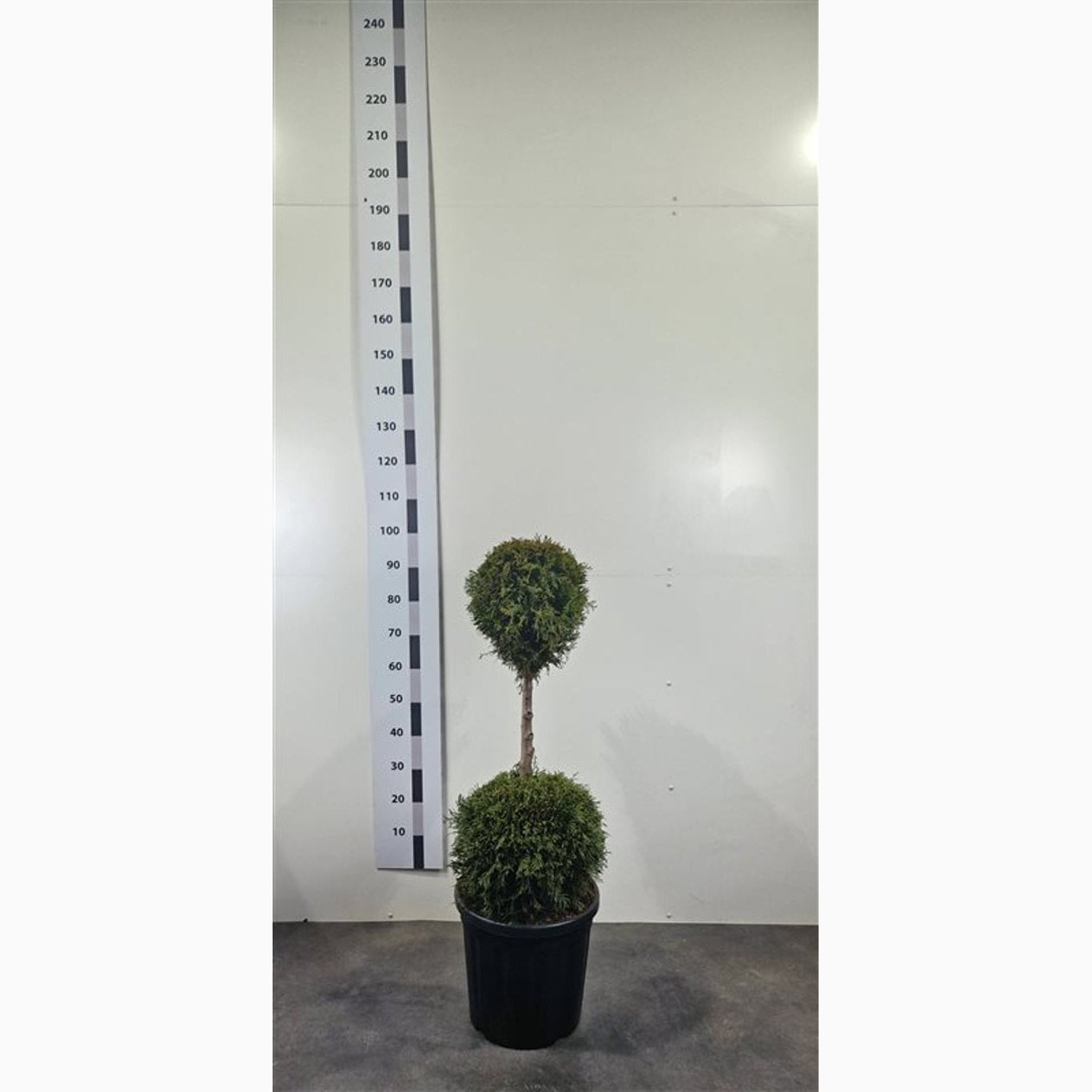 Thuja – Thuja occidentalis 'Smaragd' - 80-100 CM DUOBOL Cont.
