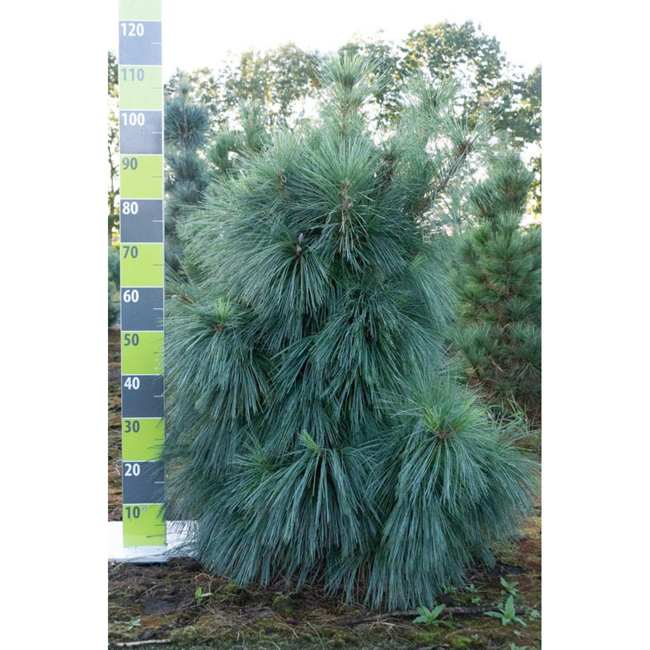 Schwerins tall – Pinus schwerinii 'Wiethorst' - 70-80 CM RB Extra
