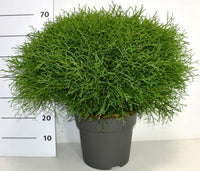 Thuja – Thuja occidentalis 'Mr Bowling Ball' - C12 50-60 cm.
