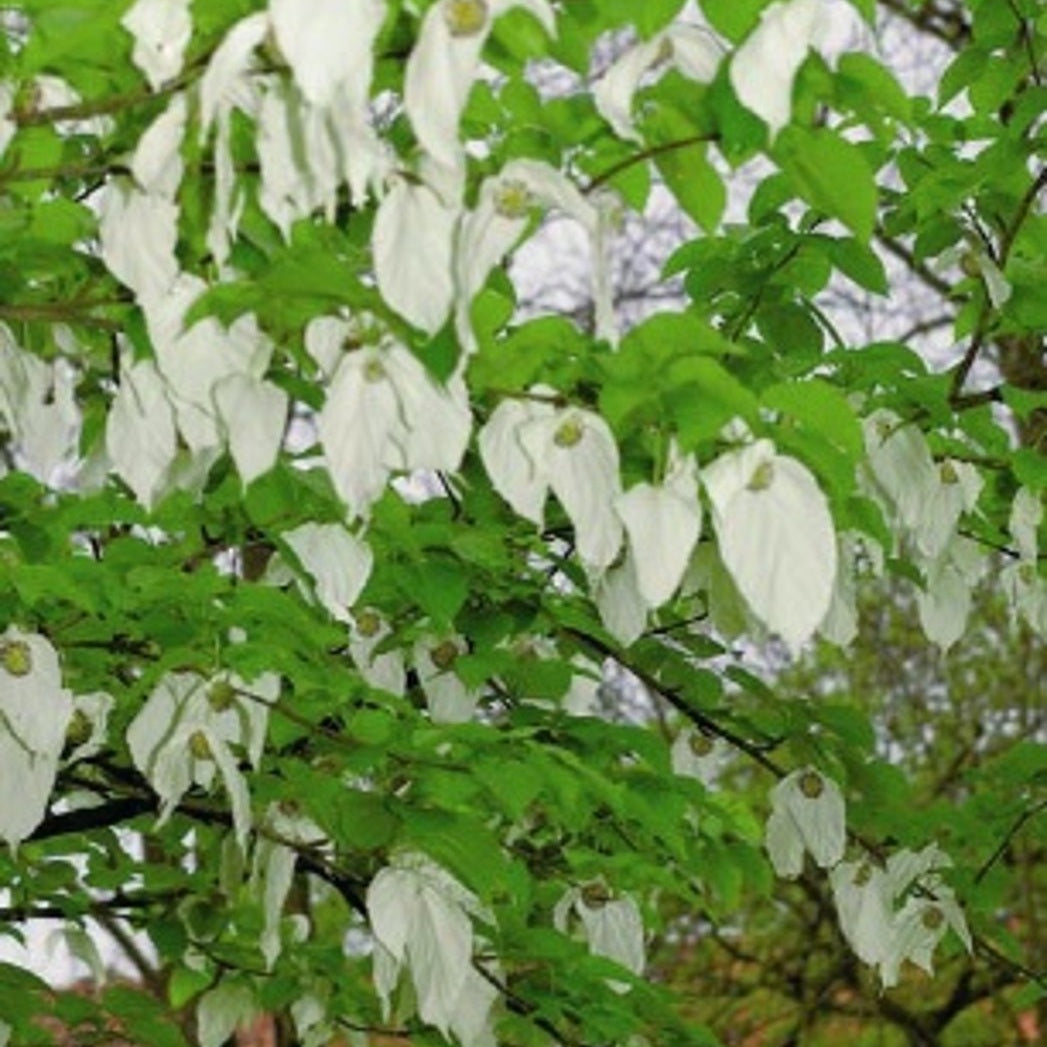 Duvträd – Davidia involucrata - C20 6/8  150 CM Stem
