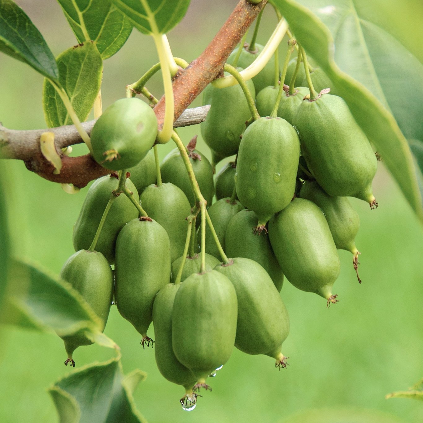 Minikiwi – Actinidia a. 'Issai' - C2 50-60 CM 3 Stick