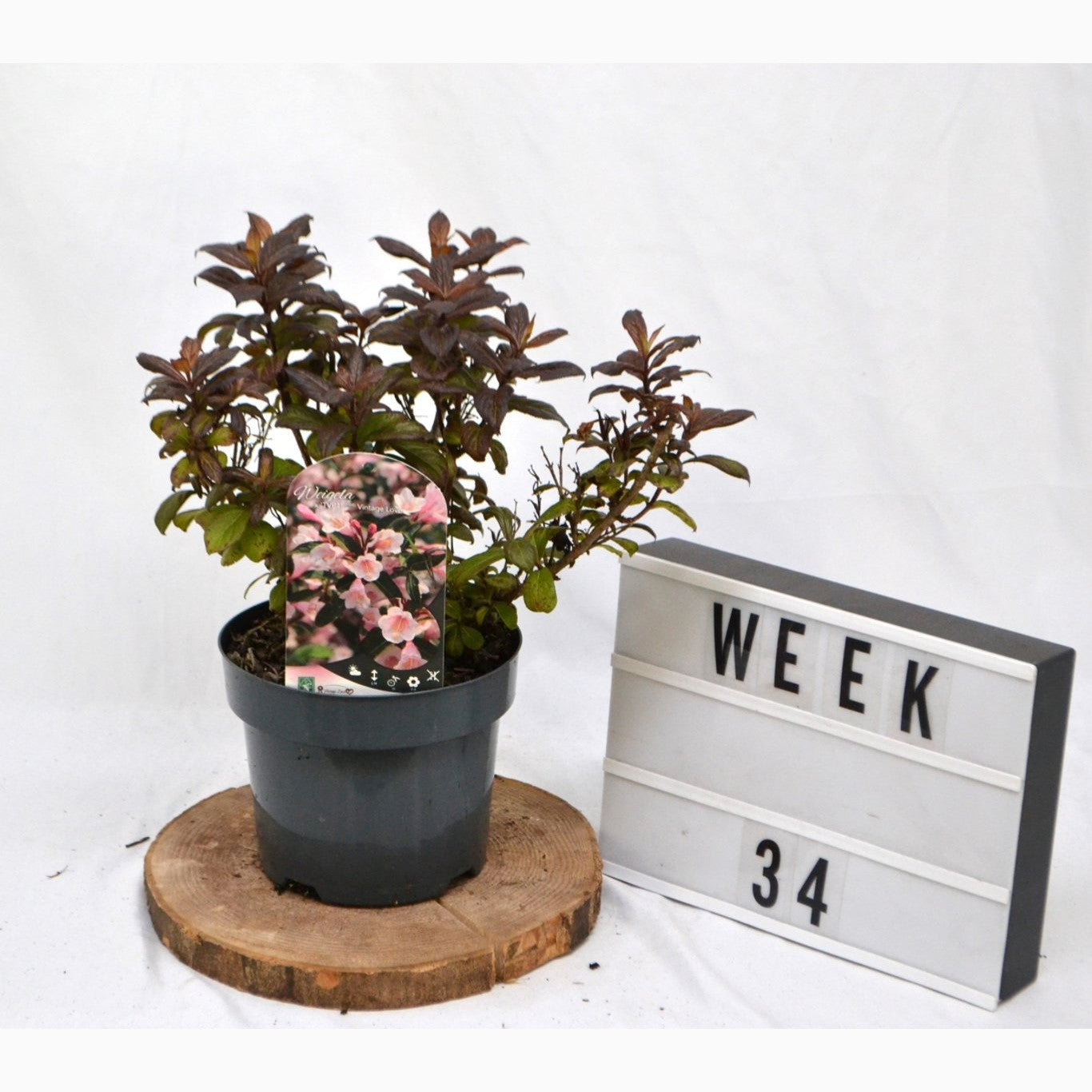 Praktweigela – Weigela 'Vintage Love' - C3 20-40 CM