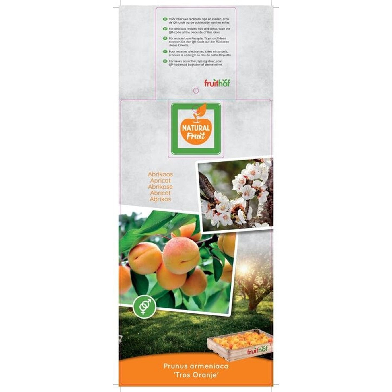 Aprikos – Prunus armeniaca - C7.5 Halfstem