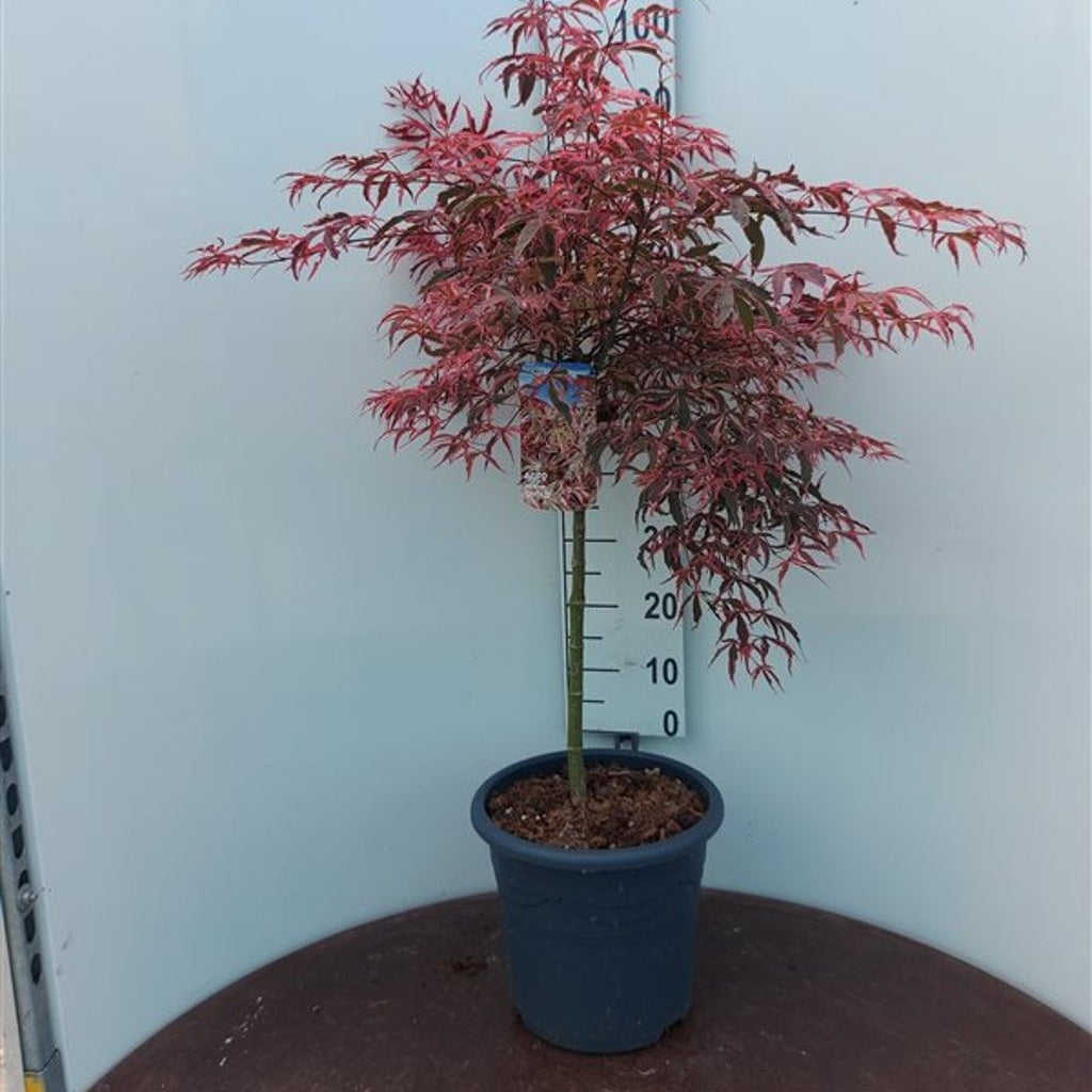 Japansk lönn – Acer shirasawanum - 50 CM Stem C15