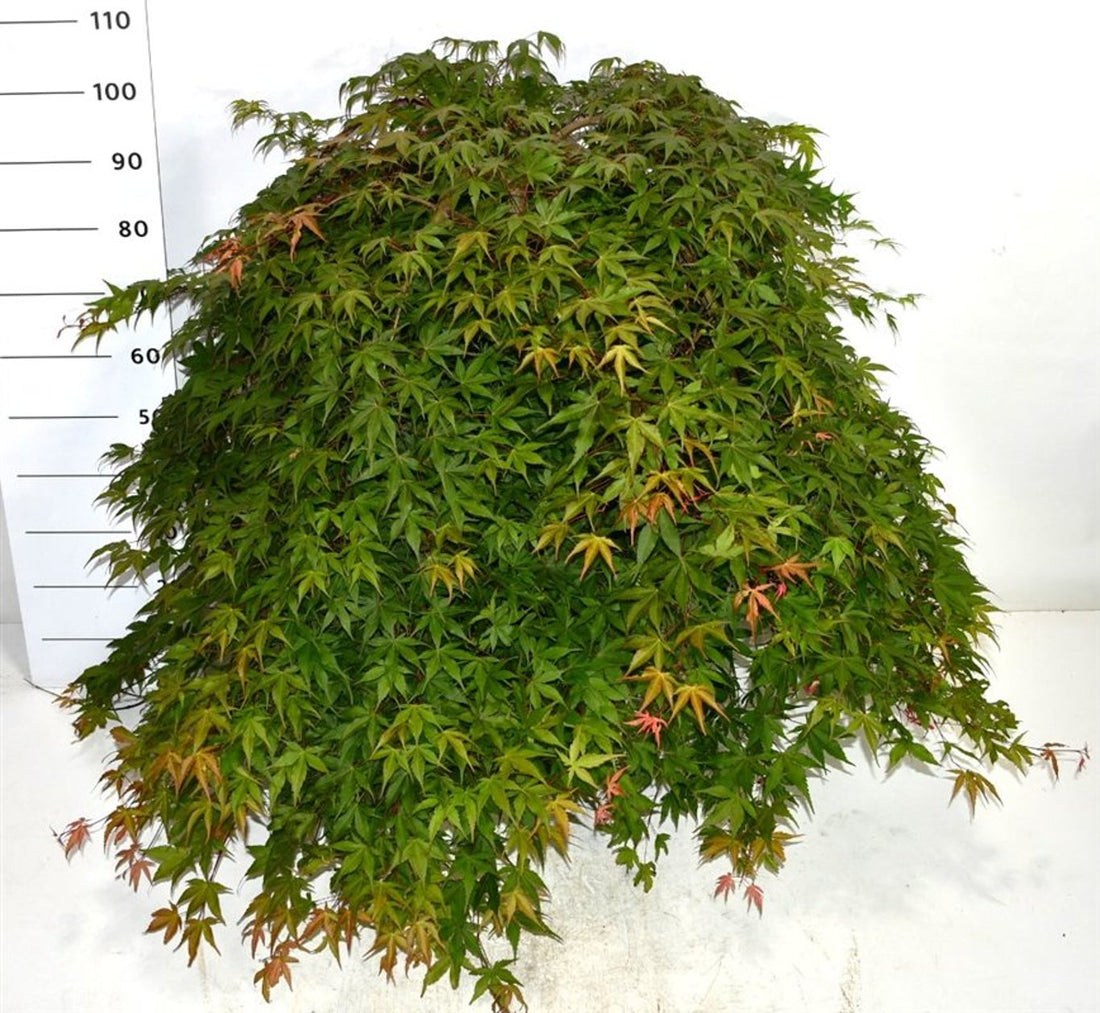Japansk lönn – Acer palmatum &