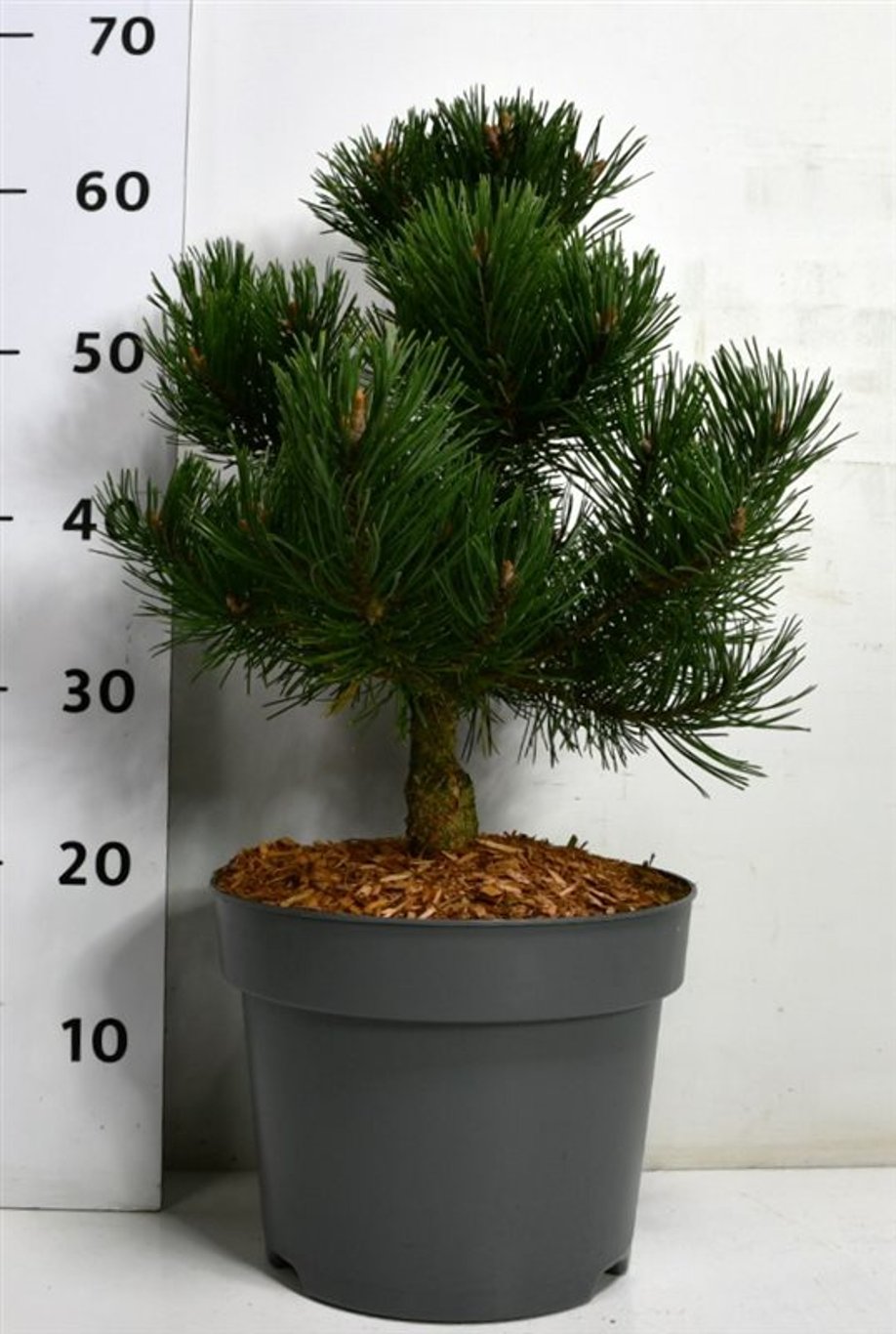 Bergtall – Pinus mugo &