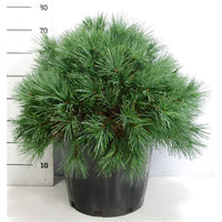 Västra vit­tall – Pinus strobus 'Bergman's Mini' - C25 50-60 cm.