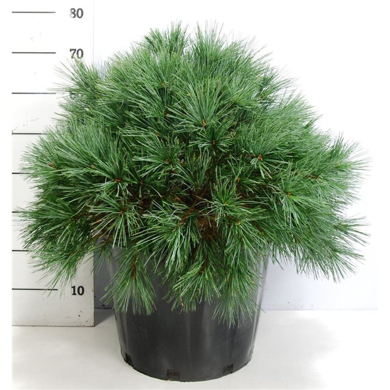 Västra vit­tall – Pinus strobus 'Bergman's Mini' - C25 50-60 cm.