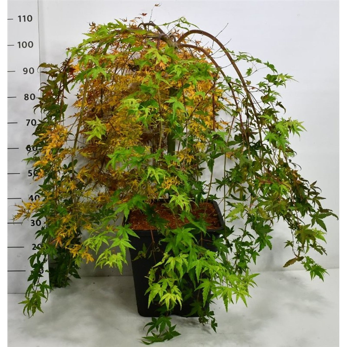 Japansk lönn – Acer palmatum 'Ryusen' - C35 50 cm. Stam