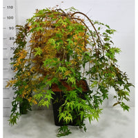 Japansk lönn – Acer palmatum 'Ryusen' - C35 50 cm. Stam