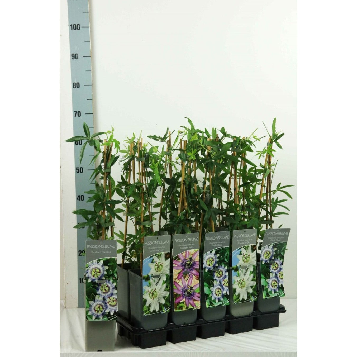 Passionsblomma – Passiflora caerulea 'Const.Elliott' - C2 50-60 CM 3 Stick