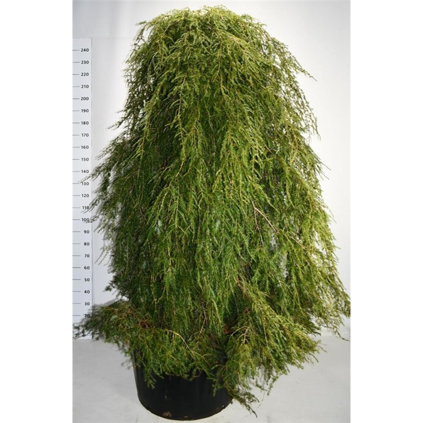 Hemlock – Tsuga canadensis 'Pendula' - C230 200-225 cm. Sol