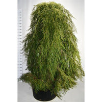 Hemlock – Tsuga canadensis 'Pendula' - C230 200-225 cm. Sol