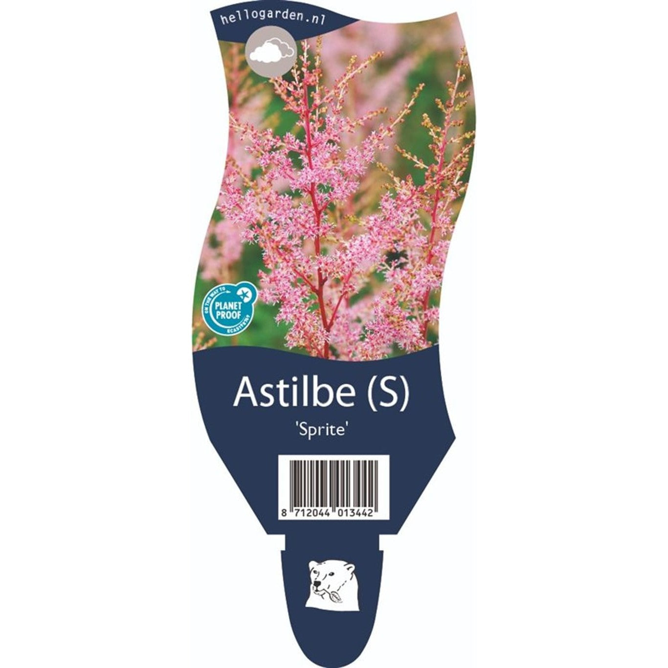 Astilbe – Astilbe (S); 'Sprite' - P11