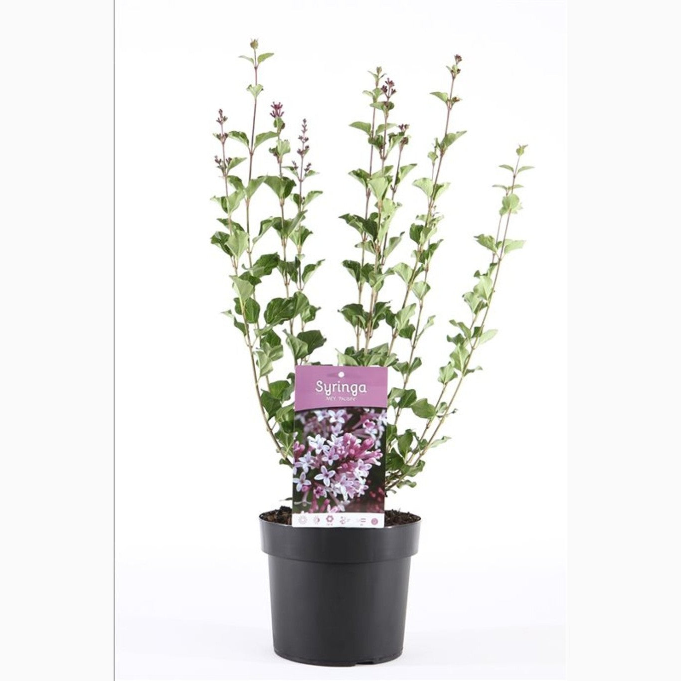 Syren – Syringa meyeri 'Palibin' - C3