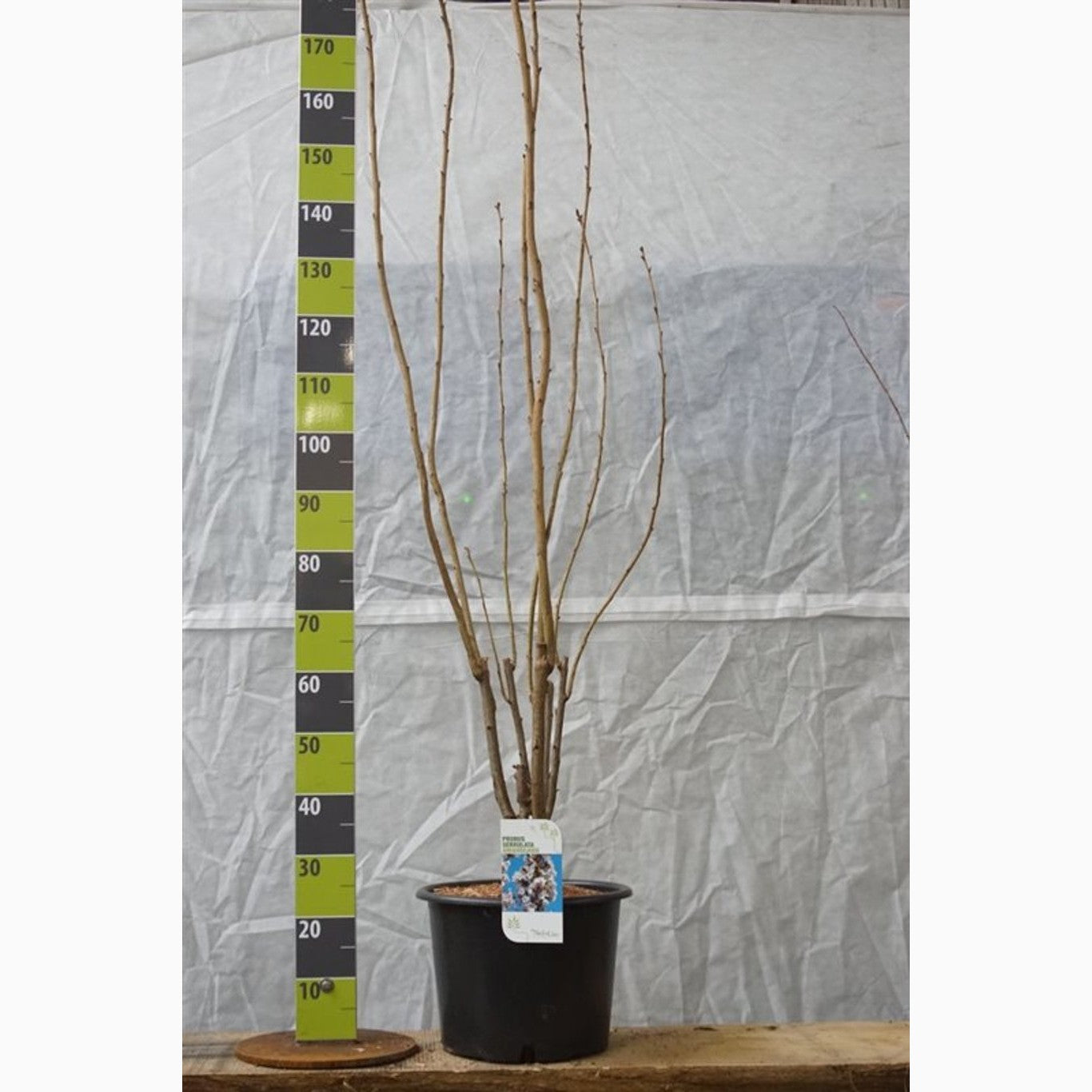 Japanskt körsbär – Prunus serrulata 'Amanogawa' - C20 150-200 CM
