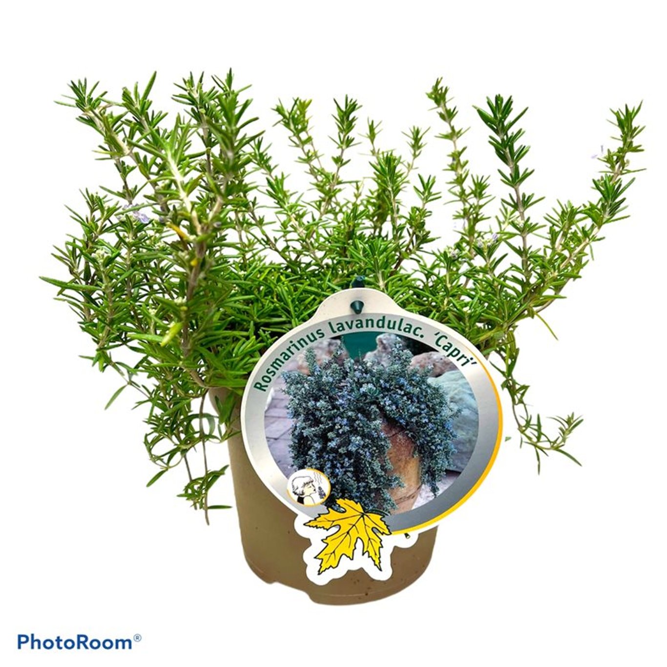 Rosmarin – Rosmarinus officinalis 'Capri' - C2
