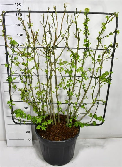 Amerikansk ambra – Liquidambar styraciflua - C45 120 cm. Scherm