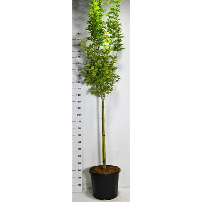 Japansk solfjäderslönn – Acer shirasawanum 'Jordan' - C35 90 cm. Stam