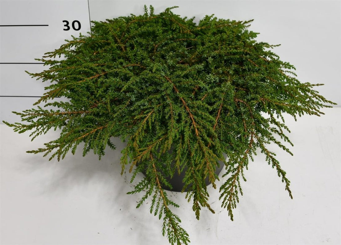 En – Juniperus communis &