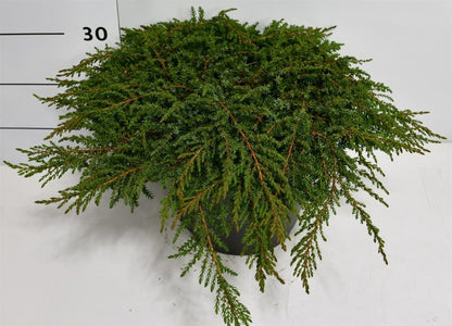 En – Juniperus communis &