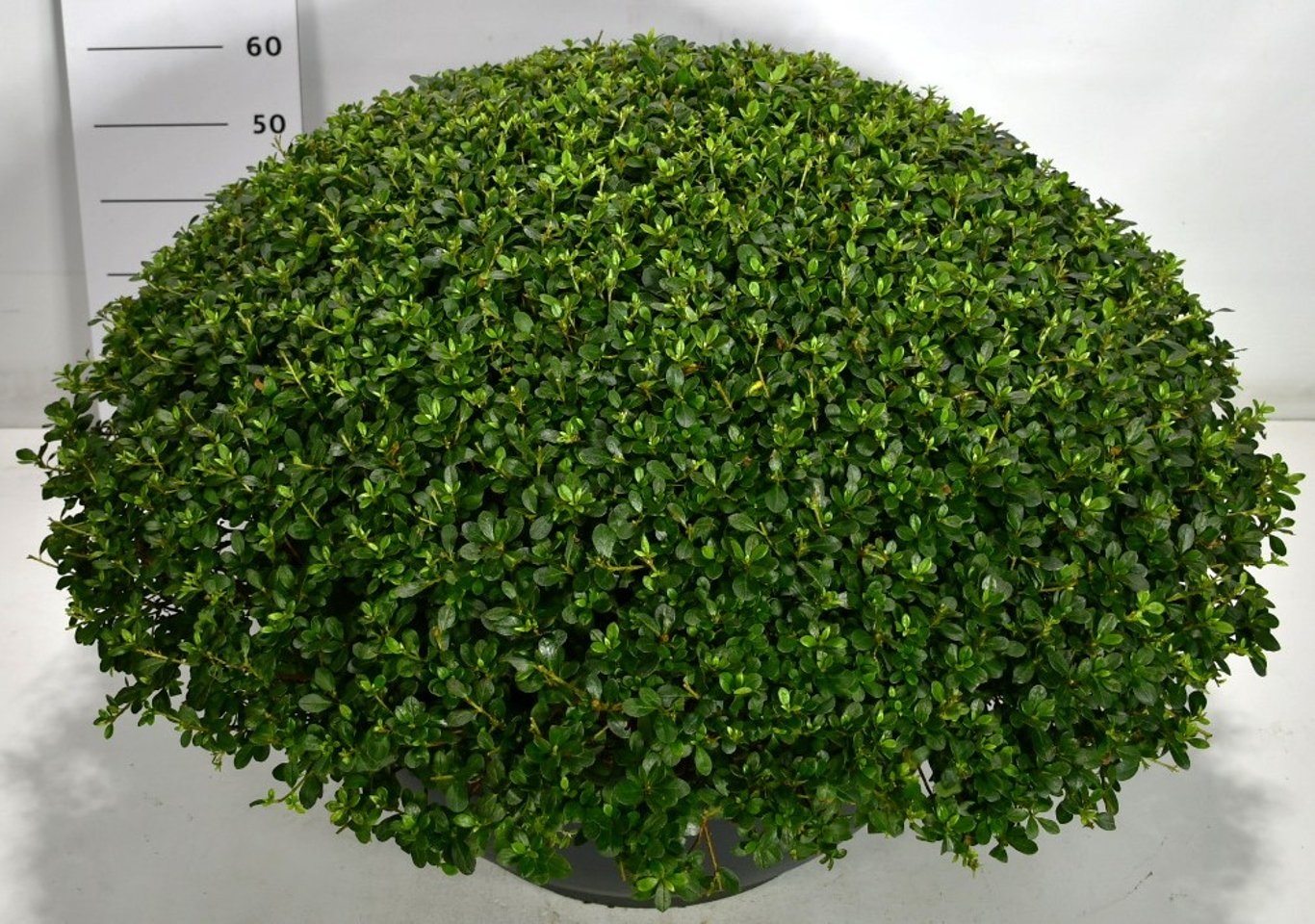 Rhododendron – Rhododendron 'Sylvester' - C80 90-100 cm. Bol Plateau