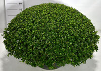 Rhododendron – Rhododendron 'Sylvester' - C80 90-100 cm. Bol Plateau