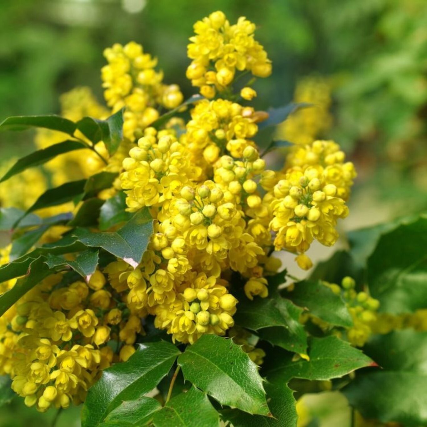 Mahonia – Mahonia aquifolium - 30-50 CM bare root 1/2  3-5 branche