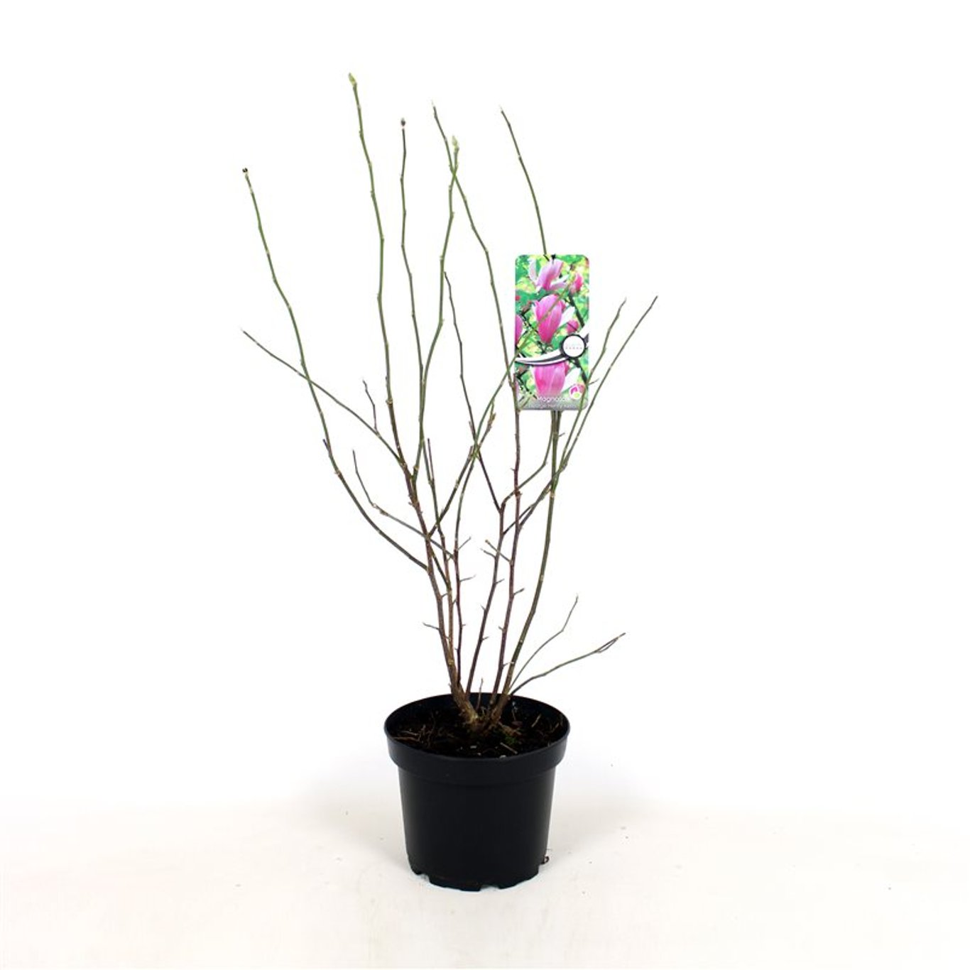 Magnolia – Magnolia 'George Henry Kern' - C5 50-60 CM