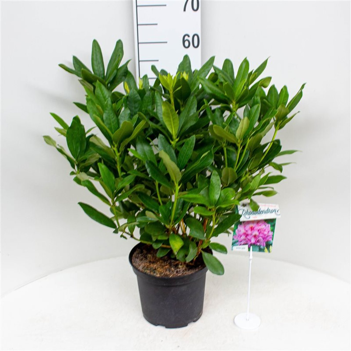 Rhododendron – Rhododendron 'Delta' - C5 30-40 CM