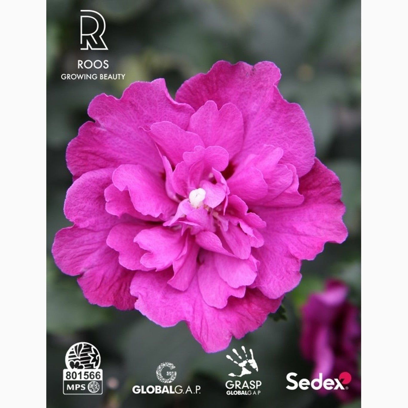 Hibiskus – Hibiscus syriacus 'Purple Ruffles' - C3