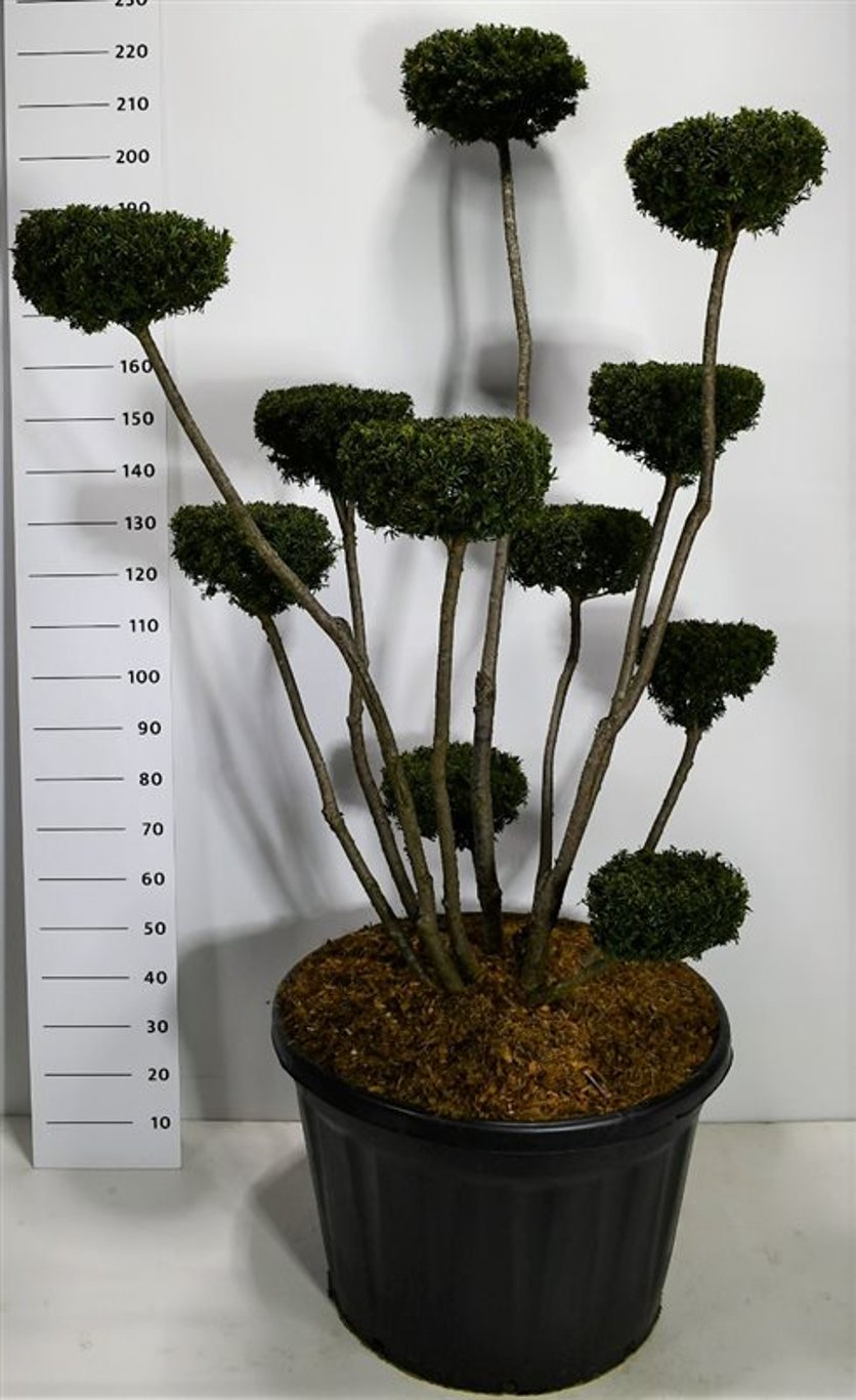 Hybrididegran – Taxus media &