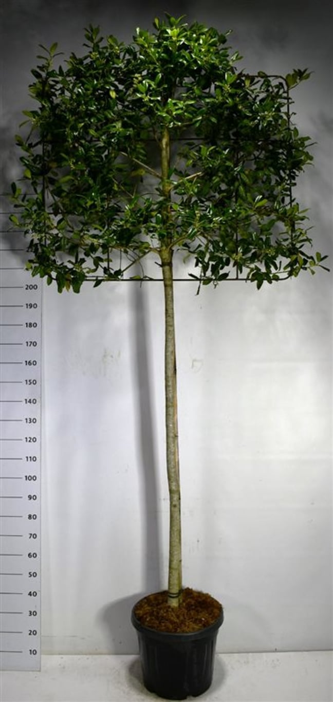 Järnek – Ilex 'Nellie R. Stevens' - C45 180 cm. Stam Leivorm