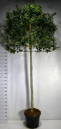 Järnek – Ilex 'Nellie R. Stevens' - C45 180 cm. Stam Leivorm