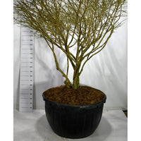 Vingbenved – Euonymus alatus 'Compactus' - C500 200-225 cm. Parasol