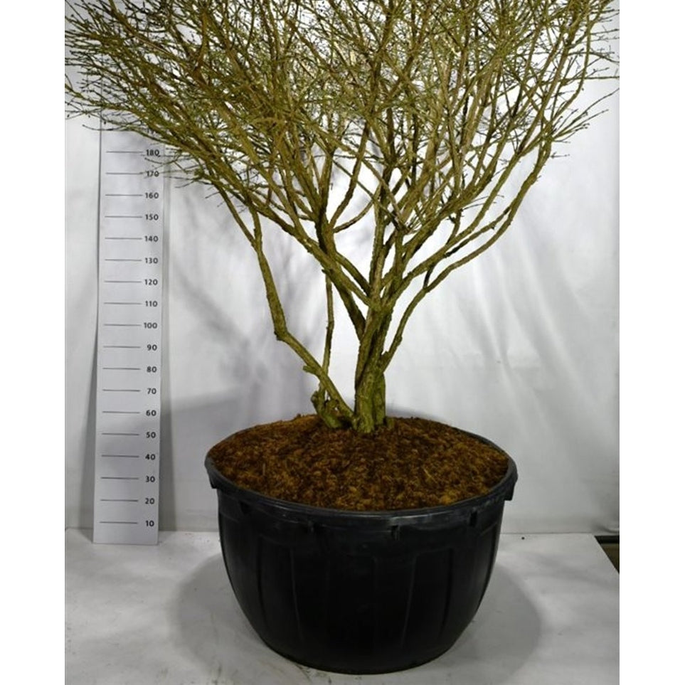 Vingbenved – Euonymus alatus 'Compactus' - C500 200-225 cm. Parasol