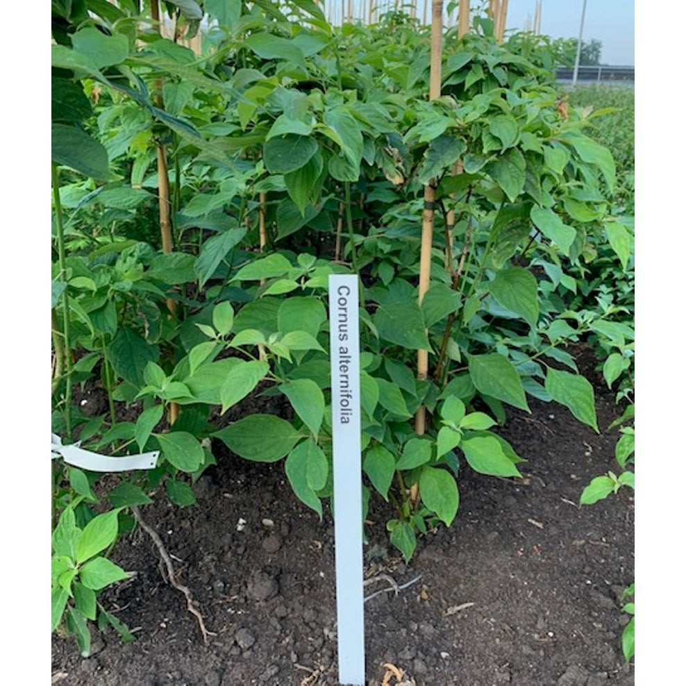 Pagodkornell – Cornus alternifolia - 80-100 CM RB