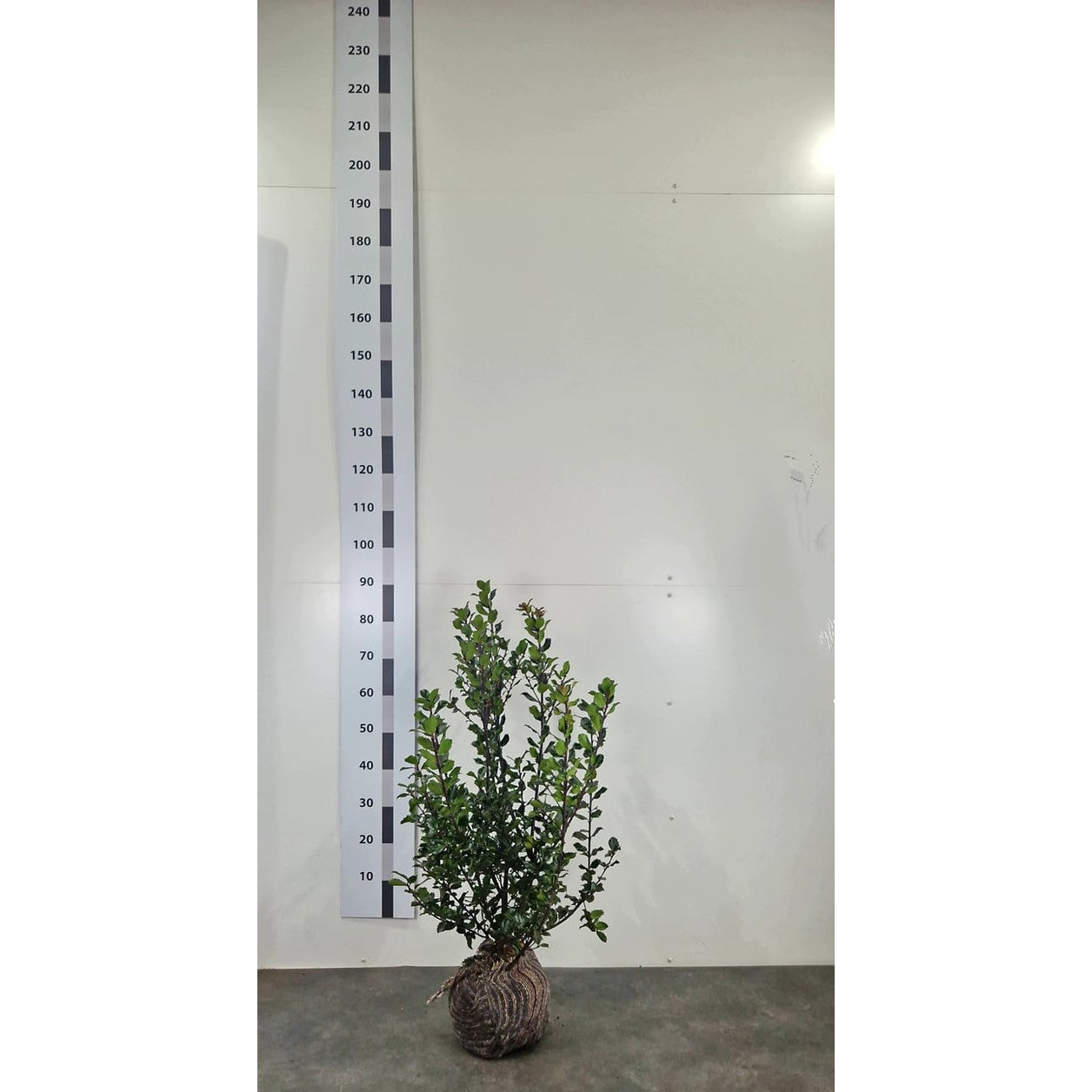 Blå järnek – Ilex meservae 'Blue Prince' - 60-80 CM RB