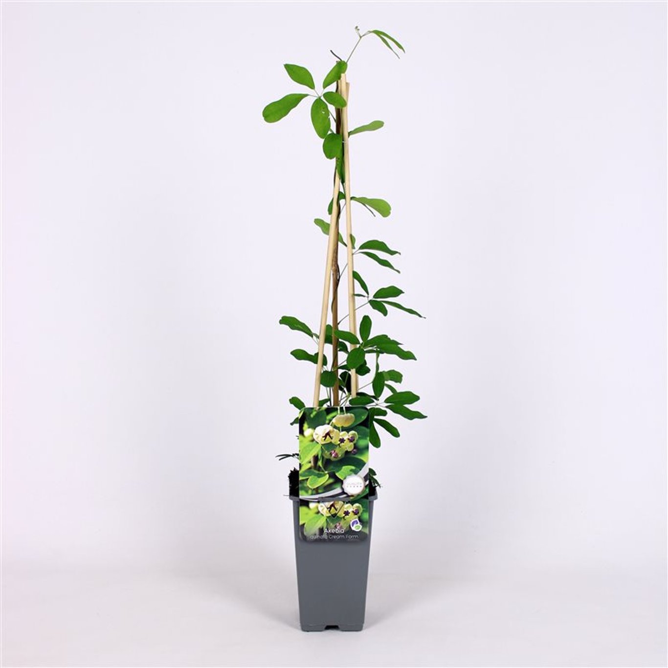 Fembladig akebia – Akebia quinata 'Cream Form' - C2 70/+ CM