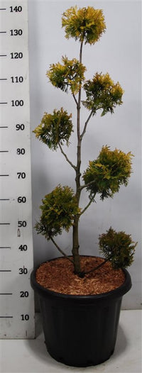 Thuja – Thuja occidentalis 'Yellow Ribbon' - C25 80-100 cm. Multibol