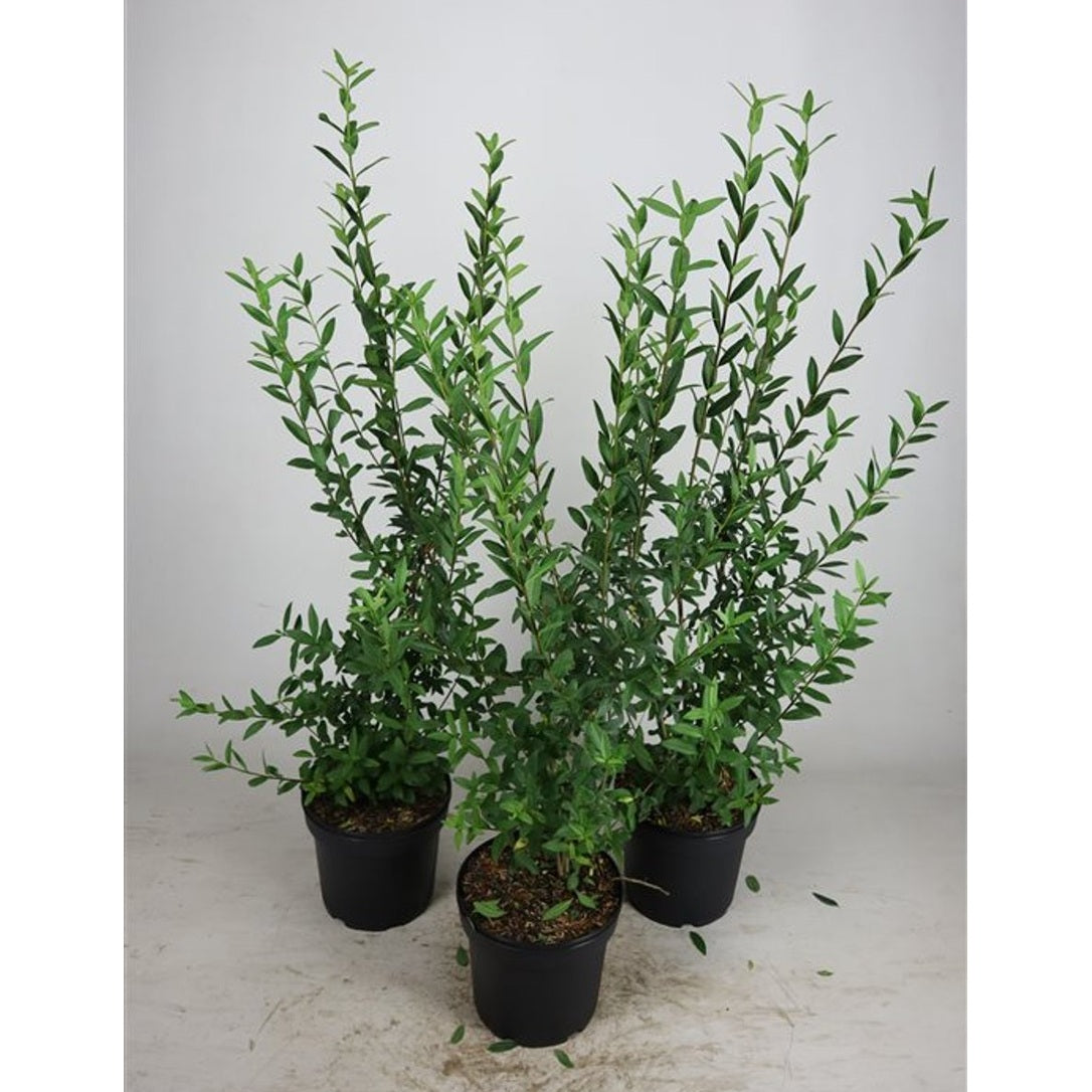 Liguster – Ligustrum vulgare 'Atrovirens' - C7.5 80-100 CM