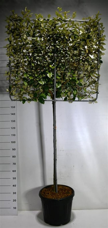 Silverolvon – Elaeagnus ebbingei &