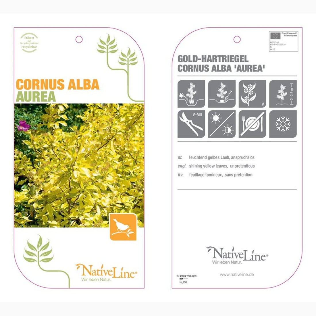 Kornell – Cornus alba &