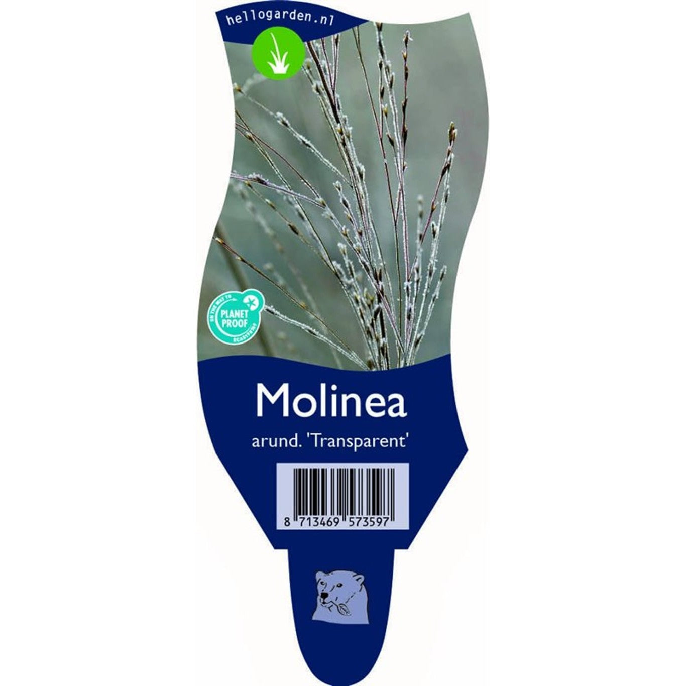 Jättetåtel – Molinia arundinacea 'Transparent' - P11